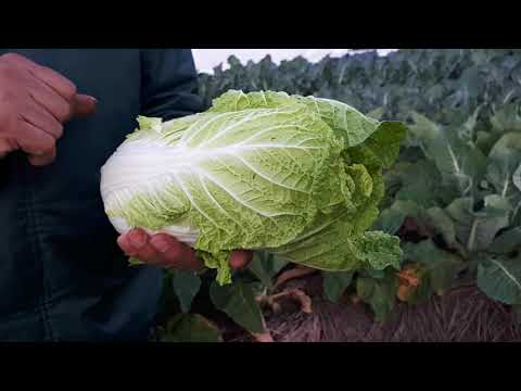 Vídeo: Como Cultivar Couve Chinesa No País