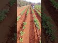 بالطريقة التقليدية جمع التراب على البطاطس