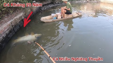 Kích Cá Săn Cá Ao Hoang 20 Năm Không Tát Cạn Không Ngờ Cá Nhiều Hớt Mỏi Tay || Electric Fishing