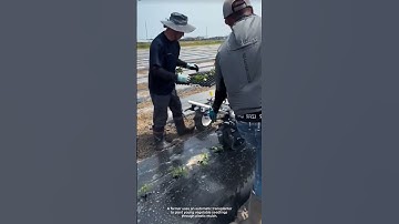 Fast and Easy Veggie Planting with a Transplanter Machine! #farm