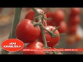 Лучшие сорта и гибриды томатов для профессионалов
