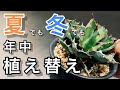 アガベを植え替えるタイミングと季節による注意点