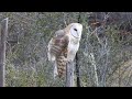 Tyto alba / Lechuza de Campanario / Barn Owl