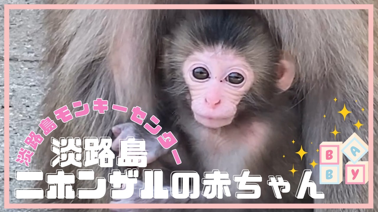 淡路島　ママの愛情いっぱいニホンザルの赤ちゃんたち　2024　【淡路島モンキーセンター】兵庫県洲本市