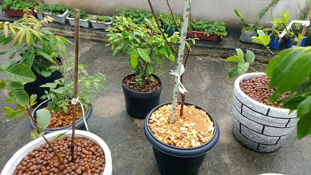 Como plantar a deliciosa Maça EVA em vaso, será que vale a pena ? - YouTube