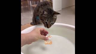 I Tested My Cats’ Intelligence… The Results Were Hilarious 😂 #cat #pets