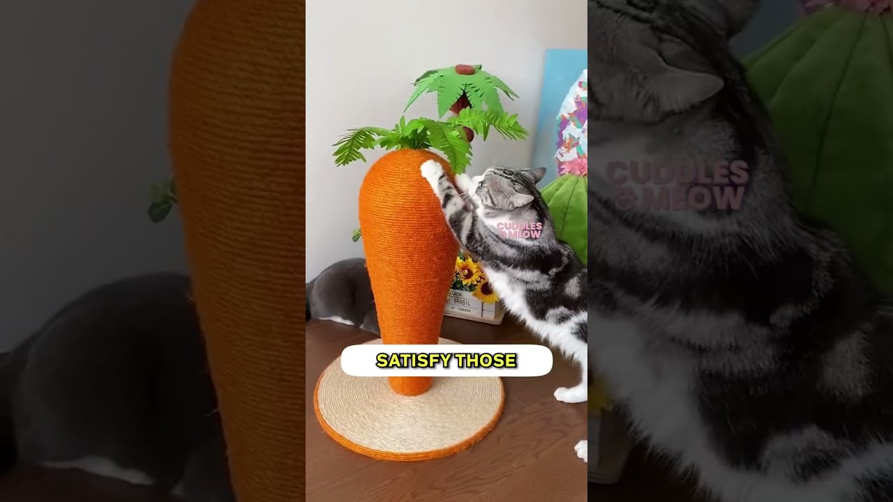 Top 5 Must Have Cat Essentials 