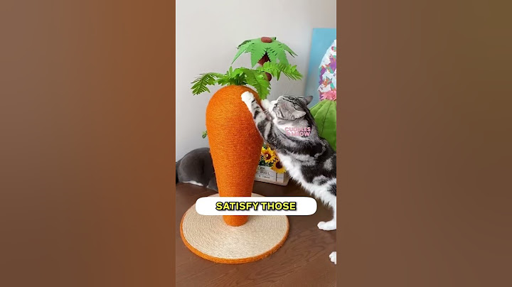 Top 5 Must-Have Cat Essentials! 🐾✨