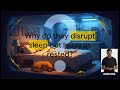 The Canine Sleep Paradox: Why Dogs Sleep So Much Yet Stay Alert