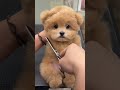 Give the dog a hairdressing#dog #doglover