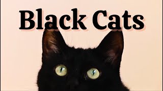 Unraveling the Tale of Black Cats: Luck, Myth, and History