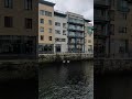 Sligo city, pair of swans