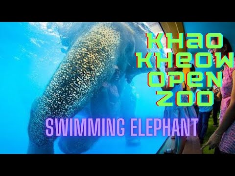 Swimming Elephant | Khao Kaew Open Zoo