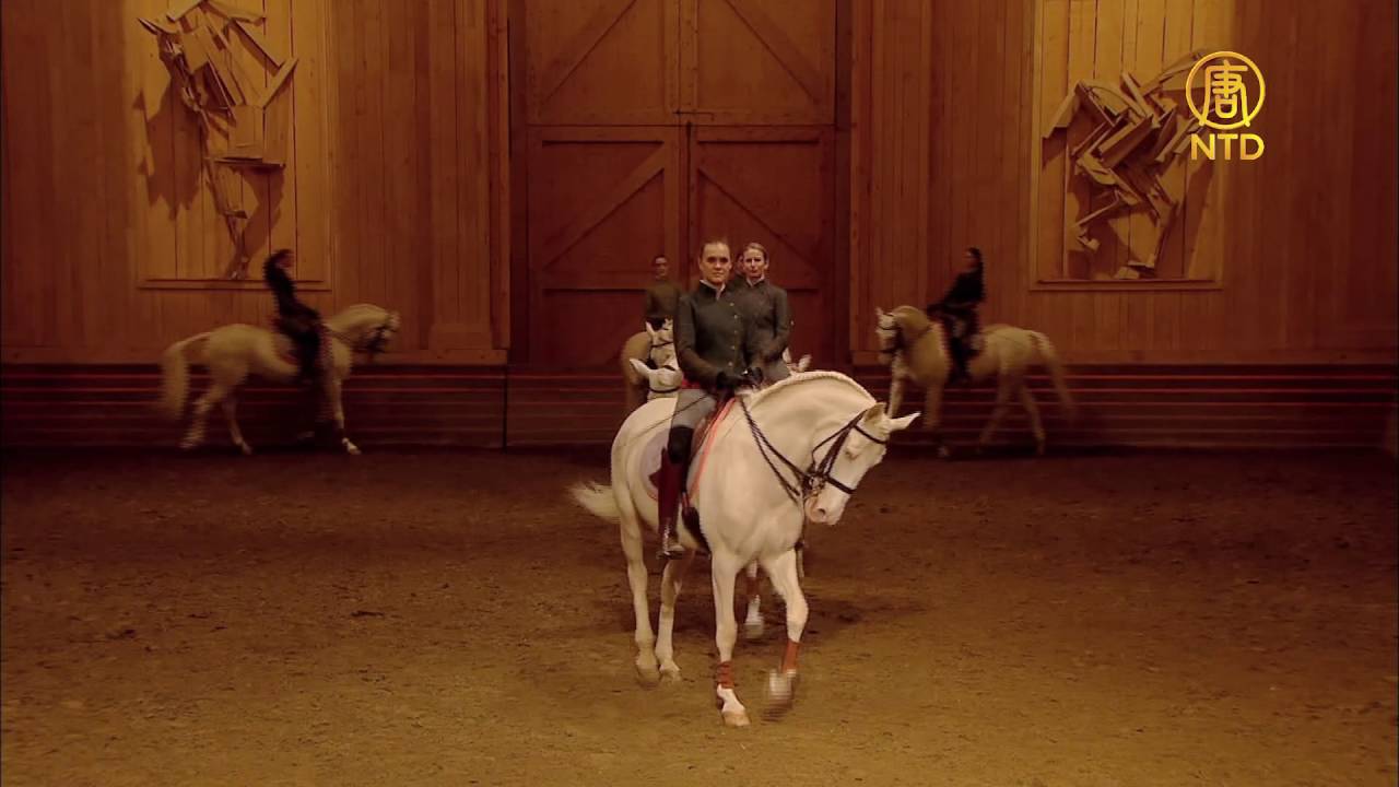 Académie du Spectacle Equestre de Versailles
