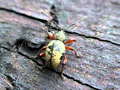 Video: Gluttonous Gray Bristly Weevil