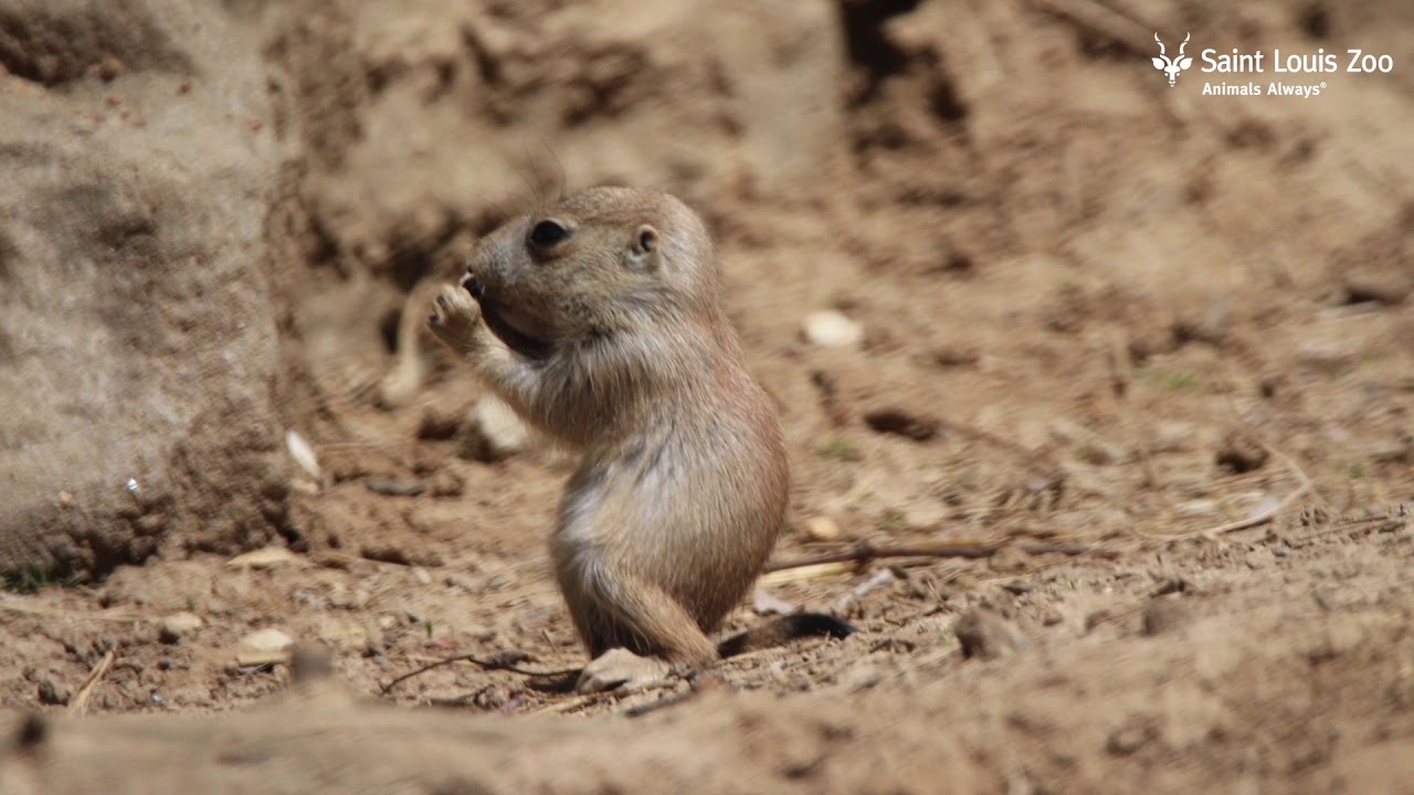 Prairie Dog Pups at the Saint Louis Zoo YouTube