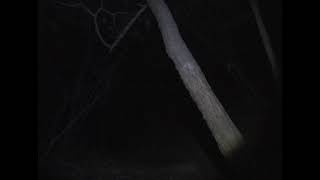 Sony PD150 Test Video