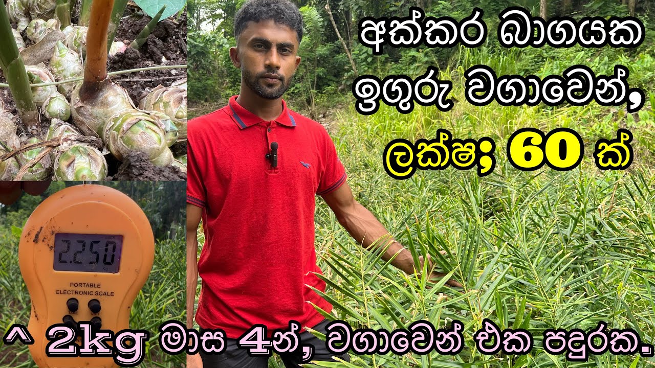 ඉගුරු වගාවක ආදායම ලක්ෂ 60. 😱/ ස්වයං රැකියා / ginger plant / agriculcher / plants 