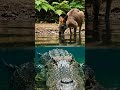 Crocodile Stalking Prey | Predator's Silent Patience