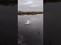 #лебеди#озеро#осень2024🍁🍂🦢