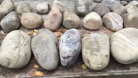 Unique Fossils Collected From Alberta Gravel Pits