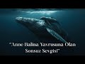 Anne Balinanın Yavru ile O Mükemmel Bağı