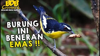 BURUNG EMAS YANG CANTIK INI MASIH KECIL SUDAH TERBANG RIBUAN KILOMETER DARI NEGARA ASALNYA