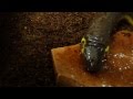 Caecilians feeding in captivity