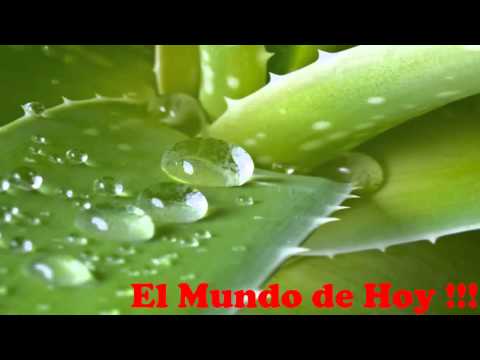 Hierba del sapo reduce niveles de colesterol | Doovi Hierba del sapo reduce niveles de colesterol | Doovi