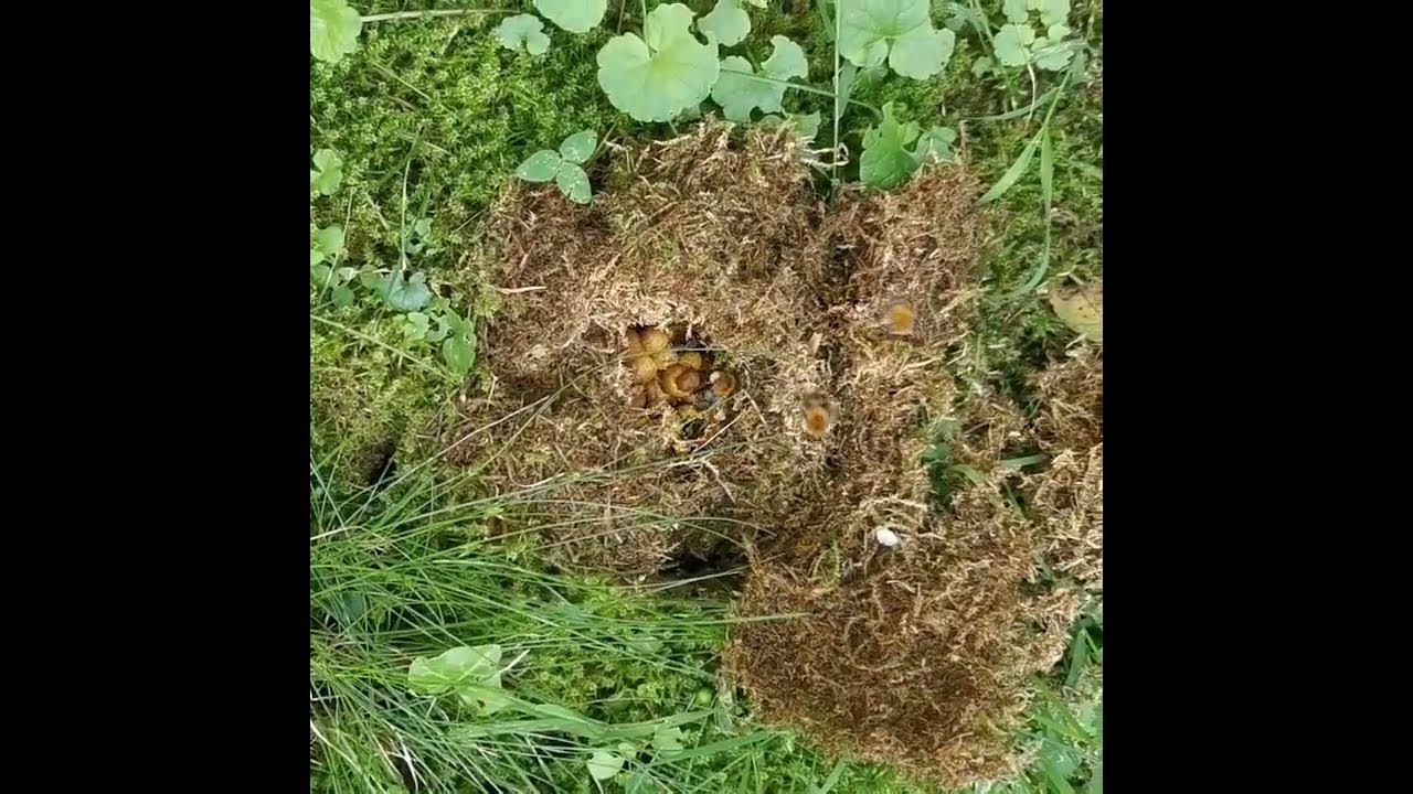 Erdhummeln wohnen im Garten YouTube