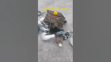 شاهد كيفية صيد الحمام بسهوله 