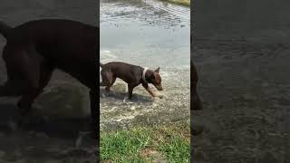 Doberman playing in water🐈‍⬛ #trendingshorts #doberman #doglover #youtubeshorts #pets #viral #dog