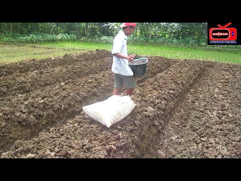 Video: Menanam Tomat Di Tanah Terbuka