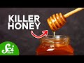 Honey: Bacteria's Worst Enemy