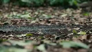 Apocalypto  Best Scene Mel Gibson 2006