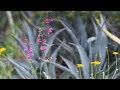 Desert botanical garden in bloom  spring 2020