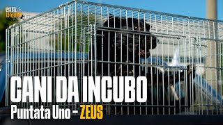 CANI DA INCUBO  Stagione 1  Puntata 1 ZEUS