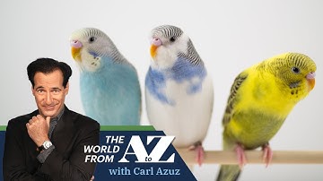 The (No-Longer) Secret Language of Birds