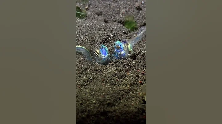 octopus running on the seabed #octopus running#shorts #megalodon #short