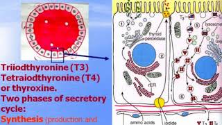 Endocrine system - 2. Peripheral organs. Video-lecture by Zimatkin (20)
