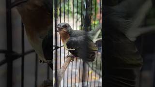 Download Lagu kowul betina gacor #kicaumonster #kicaumania #kowulgacor MP3