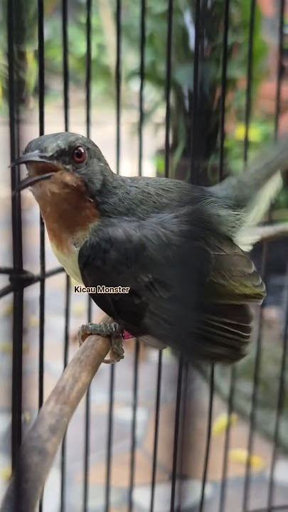 Download lagu kowul betina gacor #kicaumonster #kicaumania #kowulgacor