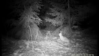 Trail Camera Hares at Night | First Footages