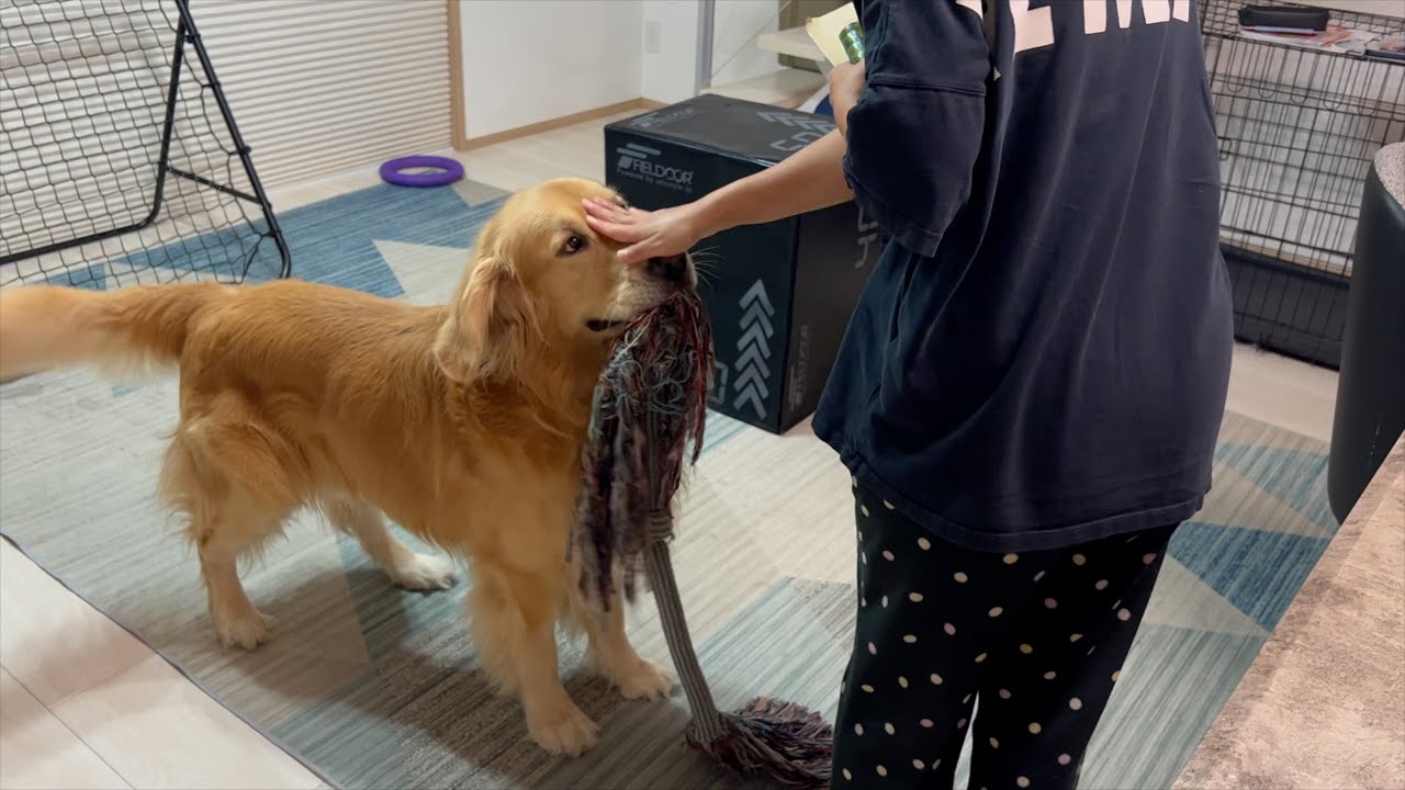 ママに何度も「今遊べる？」って聞きに来る愛犬が可愛いw - YouTube