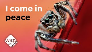 Why We Shouldn't Be Afraid of Spiders I Wild to Know