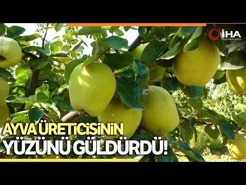 Ayva Bahçelerindeki Yüksek Verim Üreticinin Yüzünü Güldürdü