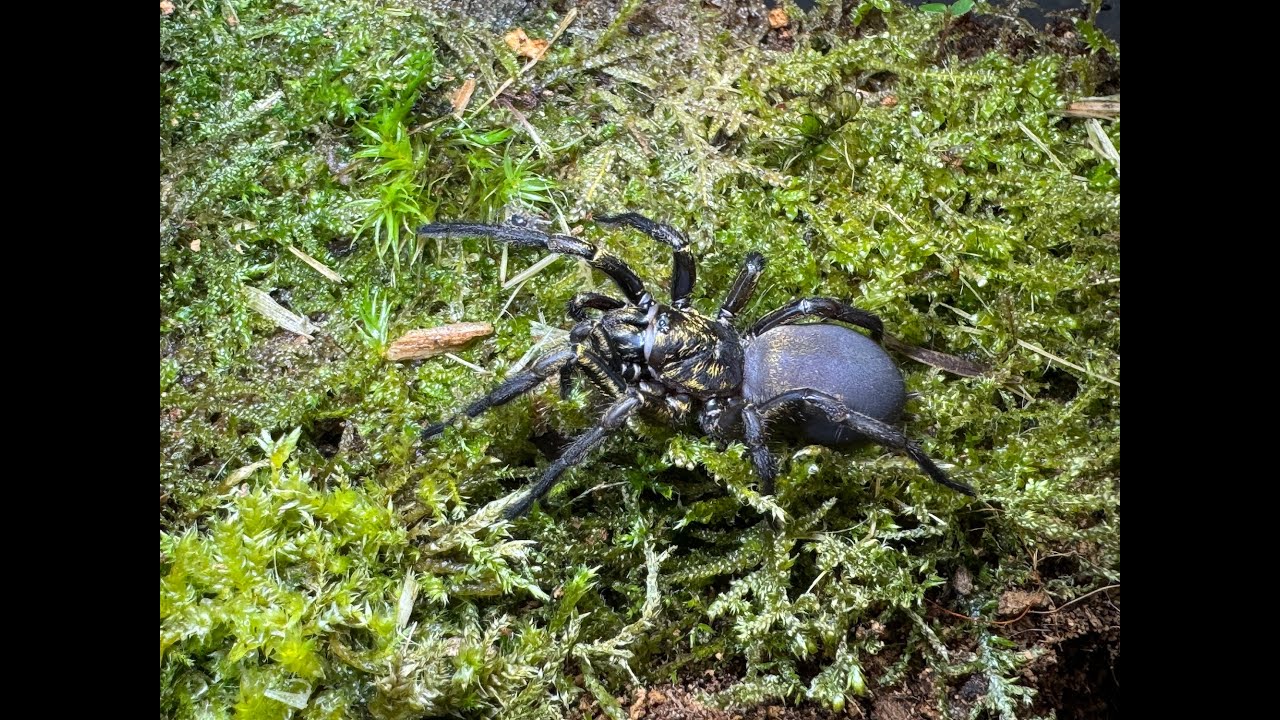 Фуфиус ланициус, люк с золотой пластиной, переезд и уход за золотоискателем