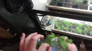 OFG vLog: Newts, Trellis in Green Mode