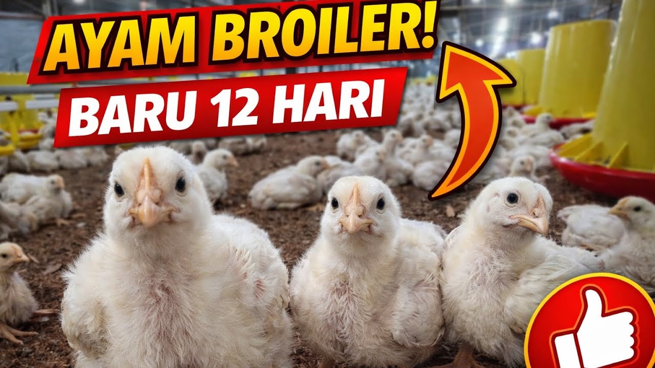 Ayak Broiler Umur 12 Hari, Hasilnya Bikin Kaget