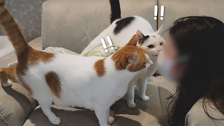 Will the cats recognize their owner who shows up for the first time in a year?